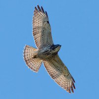 Broad-winged Hawk